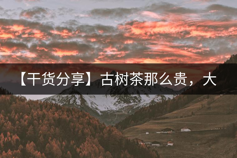 【干貨分享】古樹茶那么貴，大家為什么還在瘋狂追求？