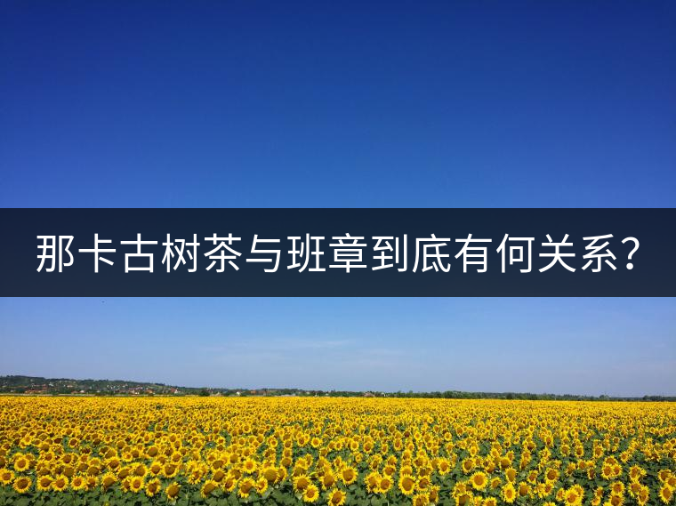 那卡古樹茶與班章到底有何關系？