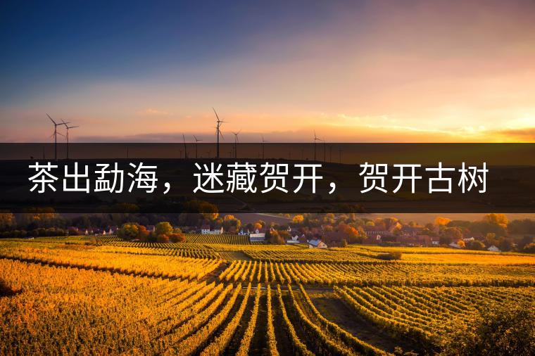 茶出勐海，迷藏賀開，賀開古樹普洱茶