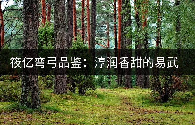 筱億彎弓品鑒：淳潤香甜的易武高桿古樹
