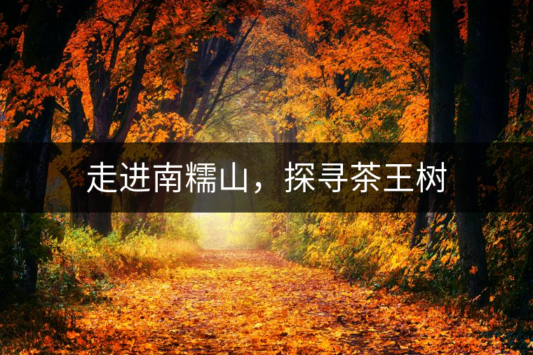 走進(jìn)南糯山，探尋茶王樹(shù)