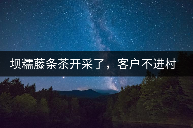 壩糯藤條茶開采了，客戶不進村，村民怎么賣茶？