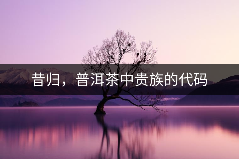 昔歸，普洱茶中貴族的代碼