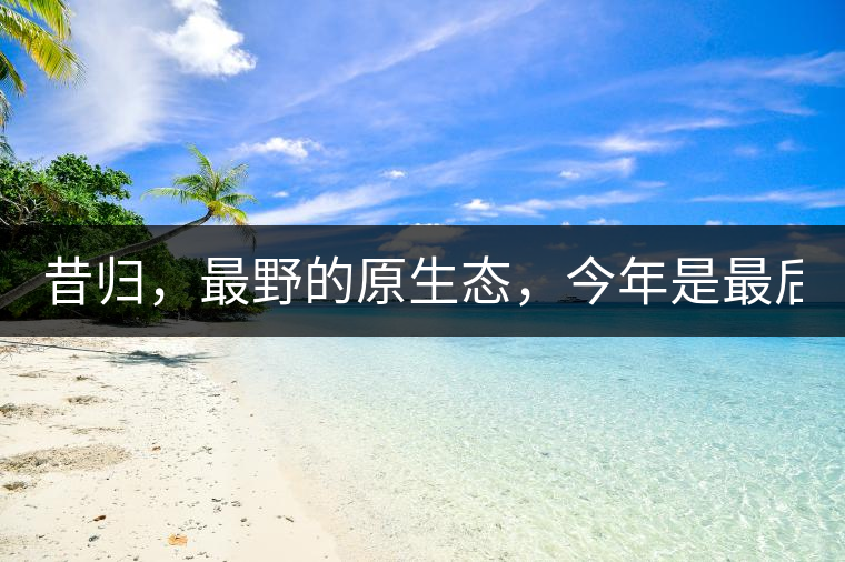 昔歸，最野的原生態(tài)，今年是最后一年了！