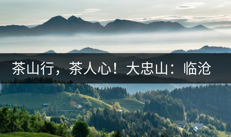 茶山行，茶人心！大忠山：臨滄之龍，雪山之熊