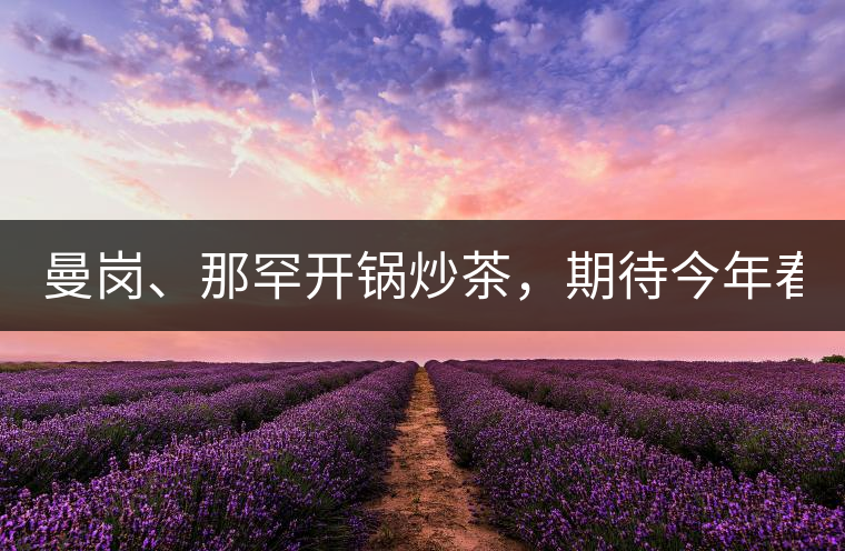 曼崗、那罕開鍋炒茶，期待今年春茶！