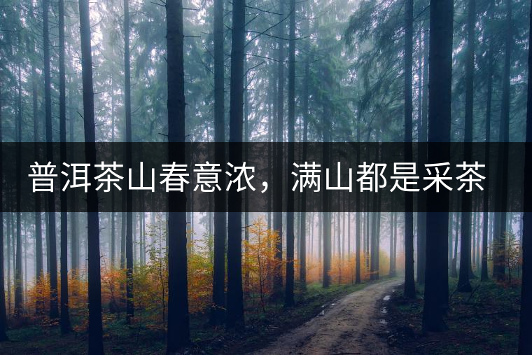 普洱茶山春意濃，滿山都是采茶人
