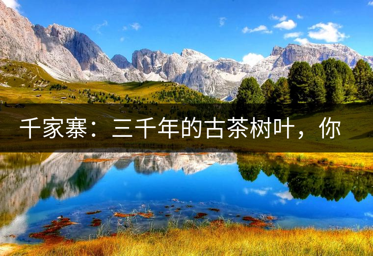 千家寨：三千年的古茶樹葉，你還有機(jī)會喝到嗎？