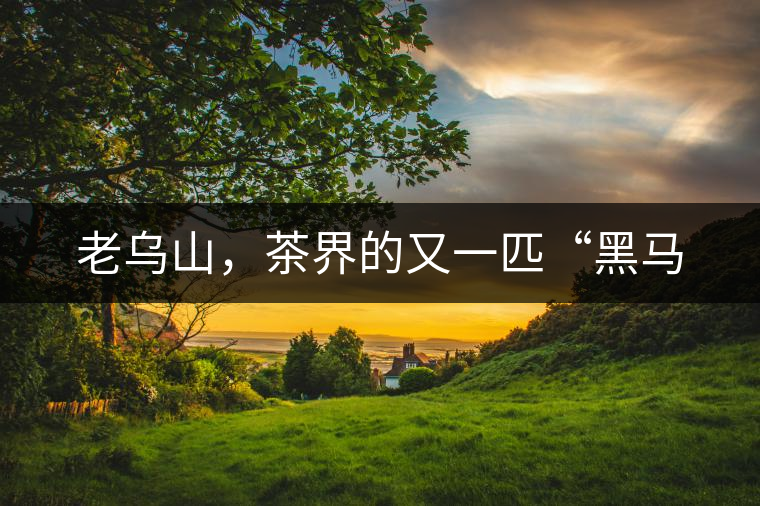 老烏山，茶界的又一匹“黑馬