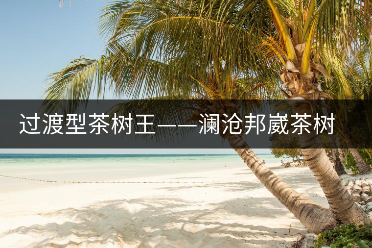 過渡型茶樹王——瀾滄邦崴茶樹王