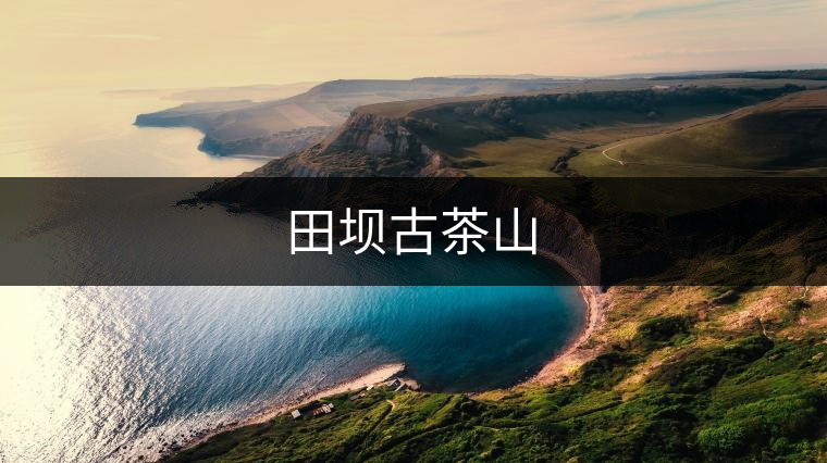 田壩古茶山