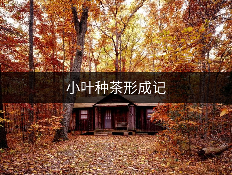 小葉種茶形成記