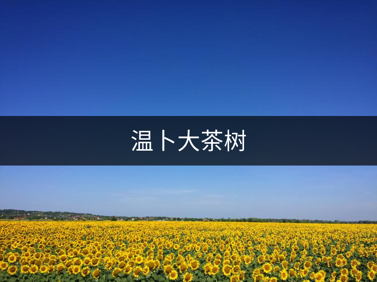 溫卜大茶樹