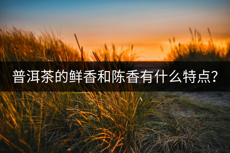 普洱茶的鮮香和陳香有什么特點？