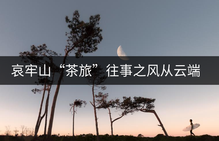 哀牢山“茶旅”往事之風(fēng)從云端來