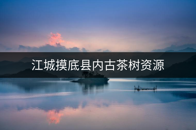 江城摸底縣內(nèi)古茶樹資源