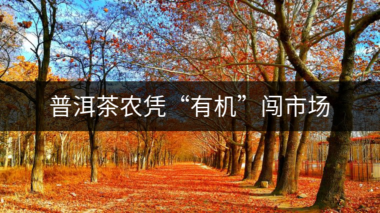 普洱茶農憑“有機”闖市場