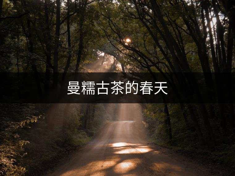 曼糯古茶的春天