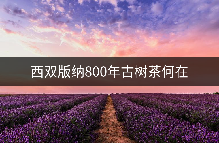 西雙版納800年古樹(shù)茶何在