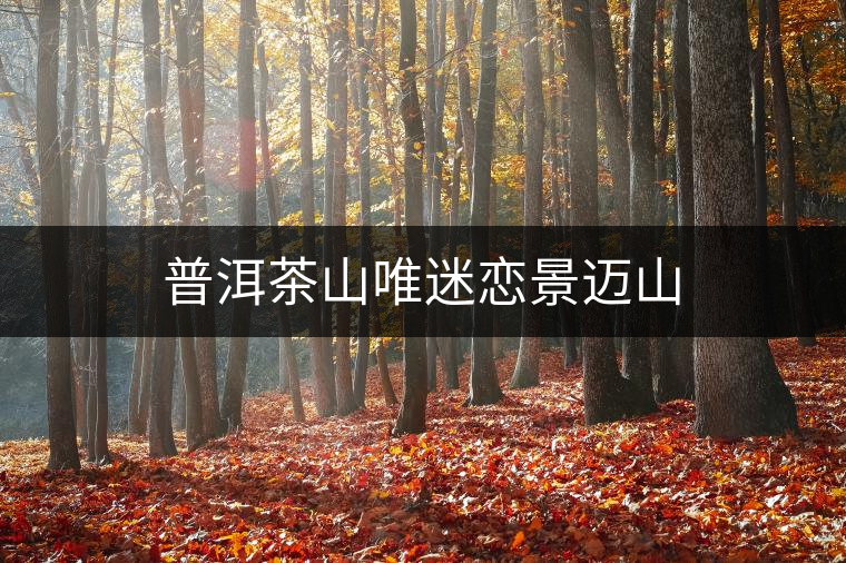 普洱茶山唯迷戀景邁山