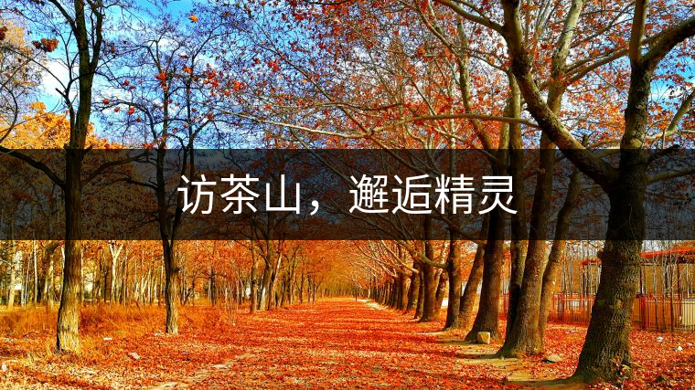 訪茶山，邂逅精靈