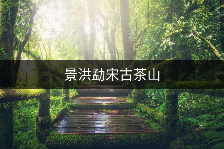 景洪勐宋古茶山