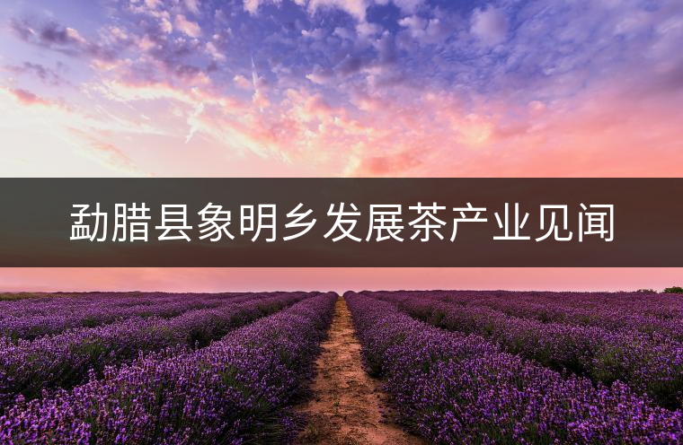 勐臘縣象明鄉(xiāng)發(fā)展茶產(chǎn)業(yè)見聞