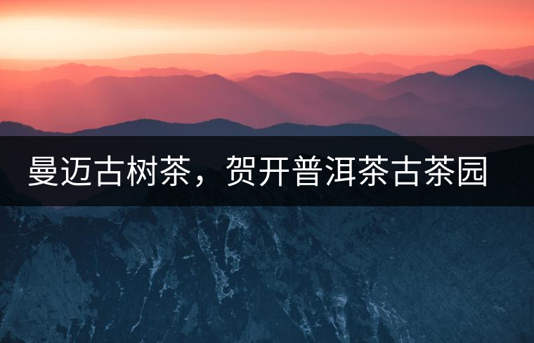 曼邁古樹茶，賀開普洱茶古茶園的華彩綻放