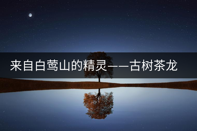 來自白鶯山的精靈——古樹茶龍珠 來自白鶯山的精靈——古樹茶龍珠