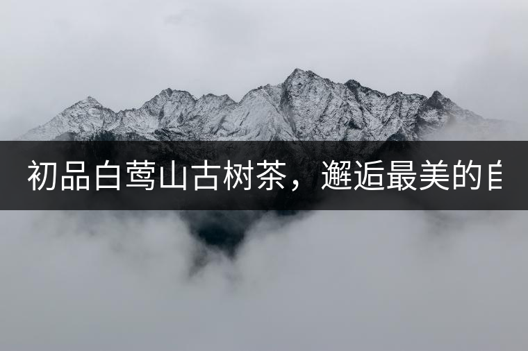 初品白鶯山古樹(shù)茶，邂逅最美的自己！