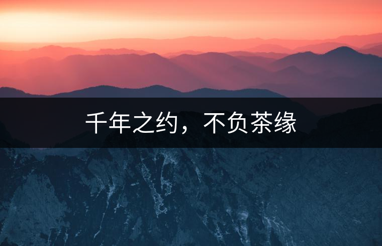 千年之約，不負茶緣