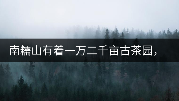 南糯山有著一萬二千畝古茶園，還有一棵枯死八百年樹齡的茶王樹