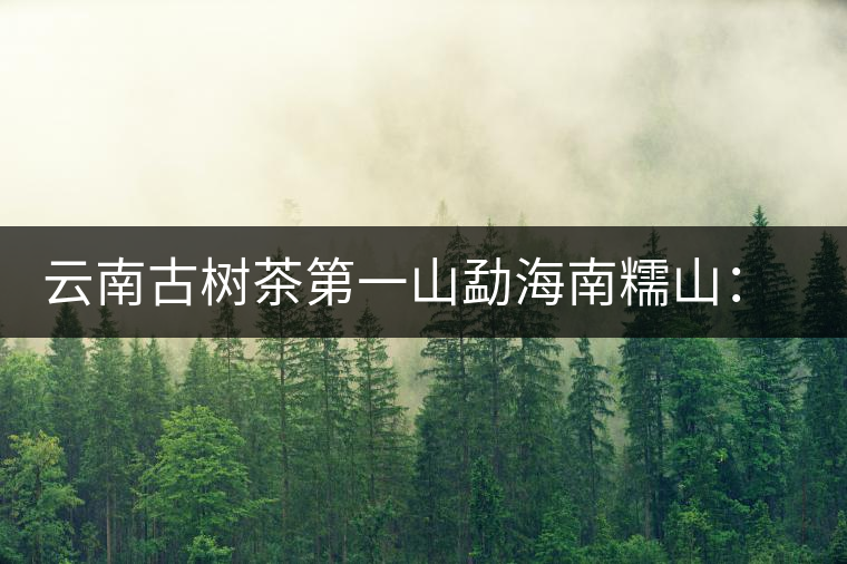 云南古樹茶第一山勐海南糯山：筍醬飄香的地方
