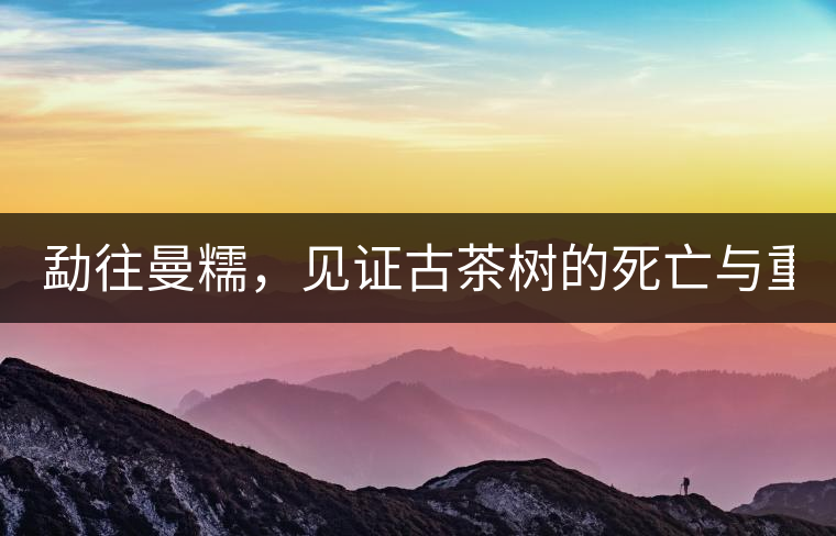 勐往曼糯，見證古茶樹的死亡與重生（上）