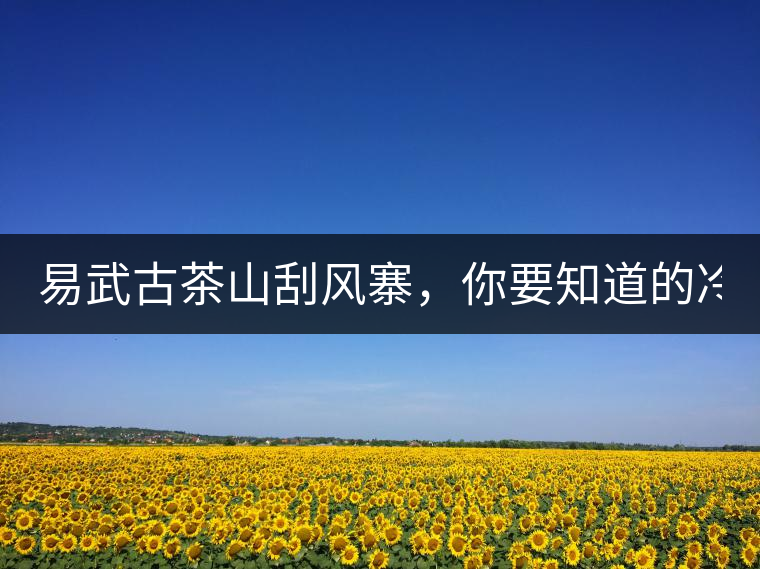 易武古茶山刮風(fēng)寨，你要知道的冷知識！