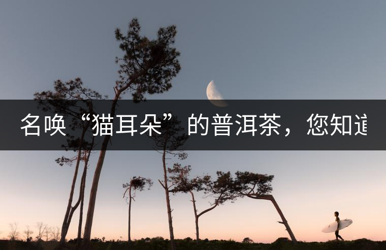 名喚“貓耳朵”的普洱茶，您知道嗎、