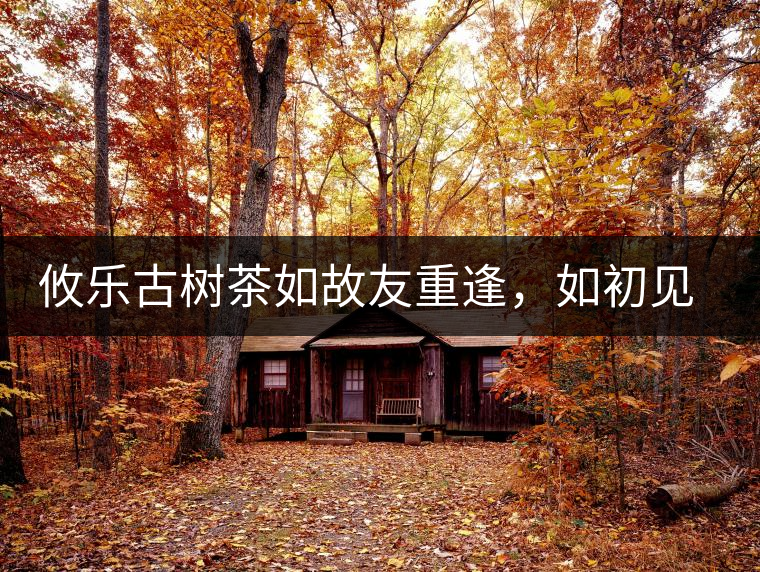 攸樂(lè)古樹(shù)茶如故友重逢，如初見(jiàn)傾心