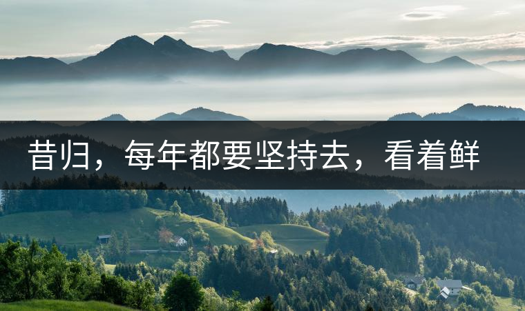 昔歸，每年都要堅(jiān)持去，看著鮮葉都是香甜的