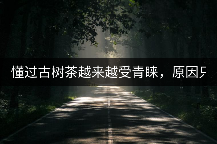 懂過古樹茶越來越受青睞，原因只有兩個！