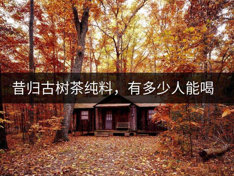 昔歸古樹茶純料，有多少人能喝到真品