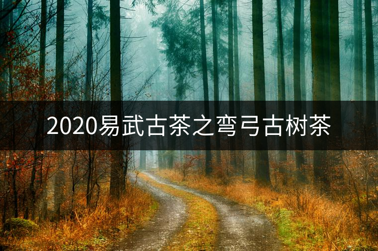 2020易武古茶之彎弓古樹茶