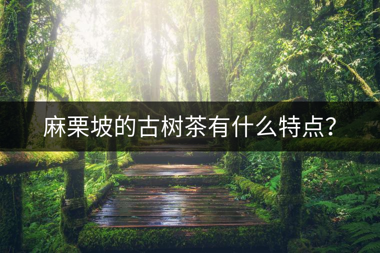 麻栗坡的古樹茶有什么特點(diǎn)？