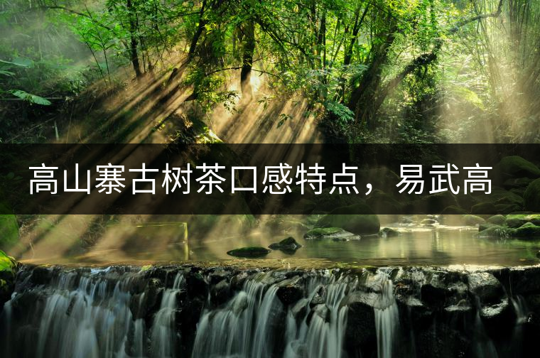高山寨古樹茶口感特點，易武高山寨普洱茶介紹