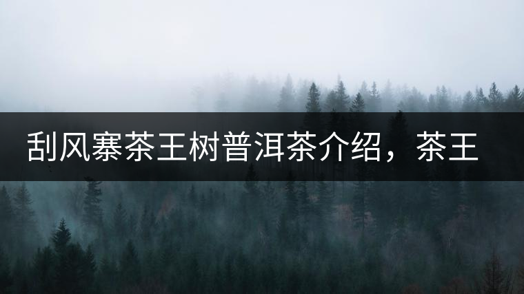 刮風(fēng)寨茶王樹普洱茶介紹，茶王樹古樹茶口感特點