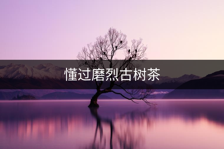 懂過磨烈古樹茶
