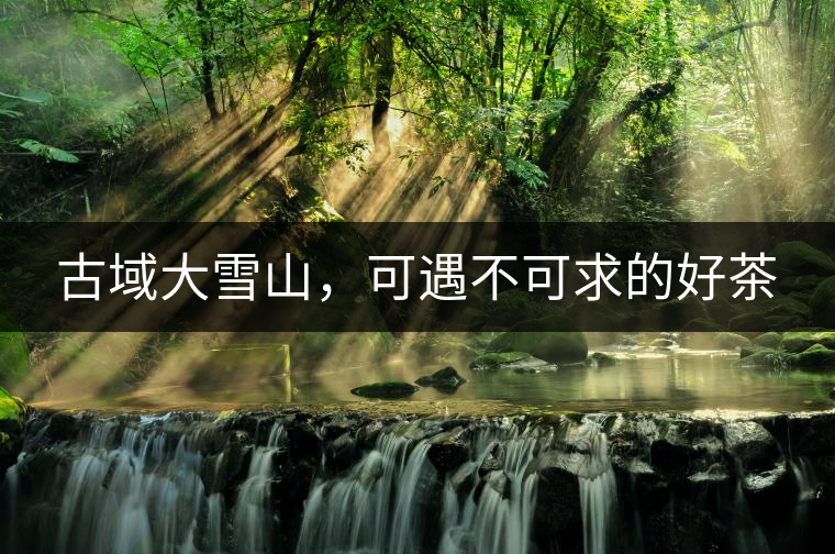 古域大雪山，可遇不可求的好茶