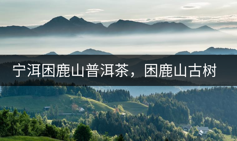 寧洱困鹿山普洱茶，困鹿山古樹(shù)茶口感特點(diǎn)
