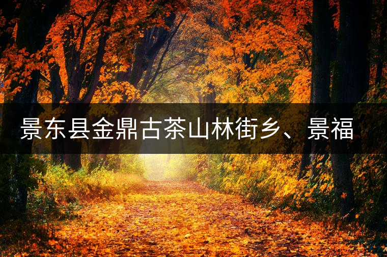 景東縣金鼎古茶山林街鄉(xiāng)、景福鄉(xiāng)、東鎮(zhèn)普洱茶