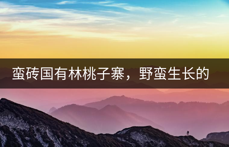蠻磚國有林桃子寨，野蠻生長的古茶園