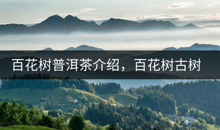 百花樹普洱茶介紹，百花樹古樹茶口感特點(diǎn)